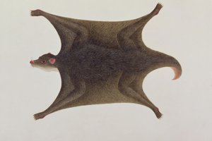 Koolong (Malay) Lemur, Macanee, da Disegni di Animali, Insetti e Rettili di Malacca, c.1805-18 da Chinese School